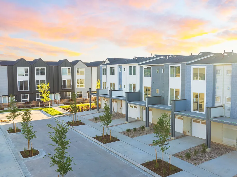 Lupine Longmont