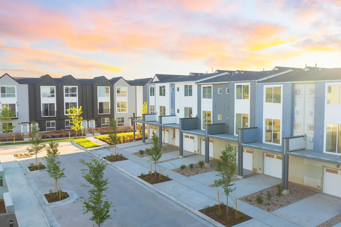 Lupine Longmont