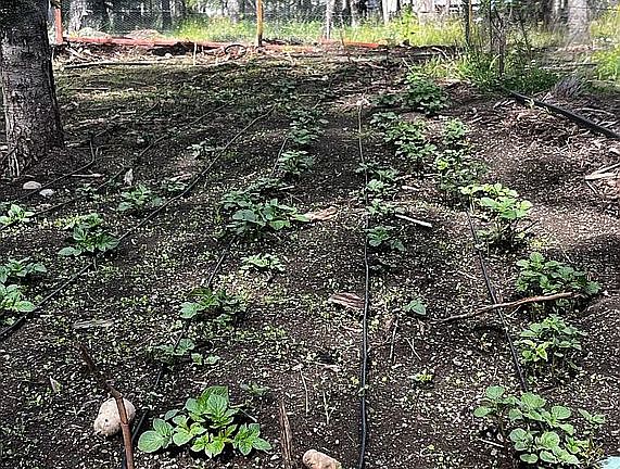 2nd image of 265 Spring Ln