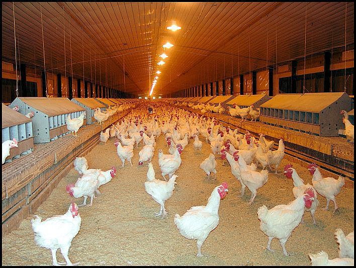 INSIDE BREEDER HEN HOUSE