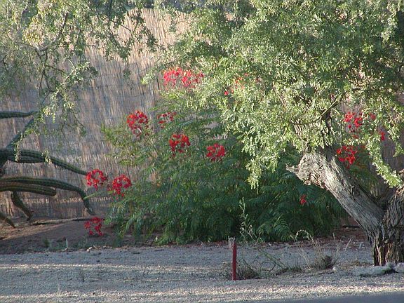 more flowers inside of property