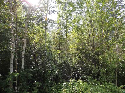 X2 Cougar Tr, Grand Marais, MN, 55604
