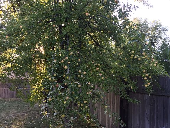 One of the apple trees