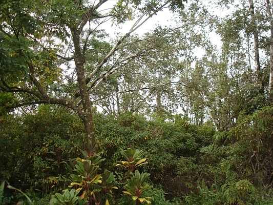 2nd image of Silveroak Dr Lot 10