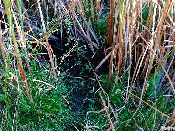 Natural spring on lot
