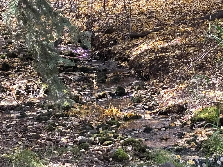Willow Creek outside your window, gushing in spring and summer