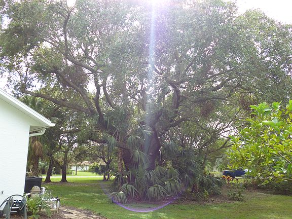 ancient Live Oaks