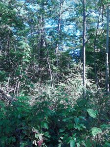 3142 Chapel Hill Rd, Crawford, TN, 38554