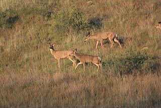 Wildlife Galore