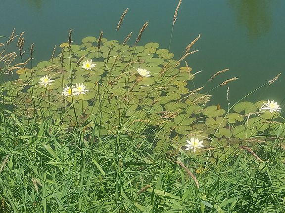 Pond Lillies