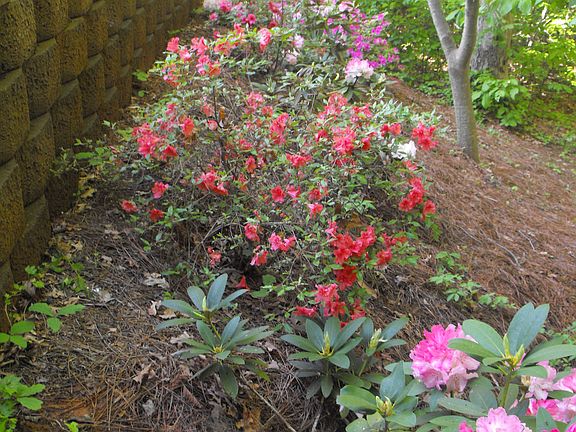 azaleas and rhododendron
