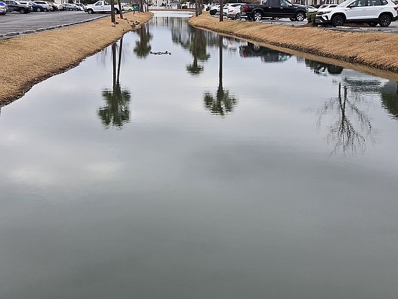 Pond View