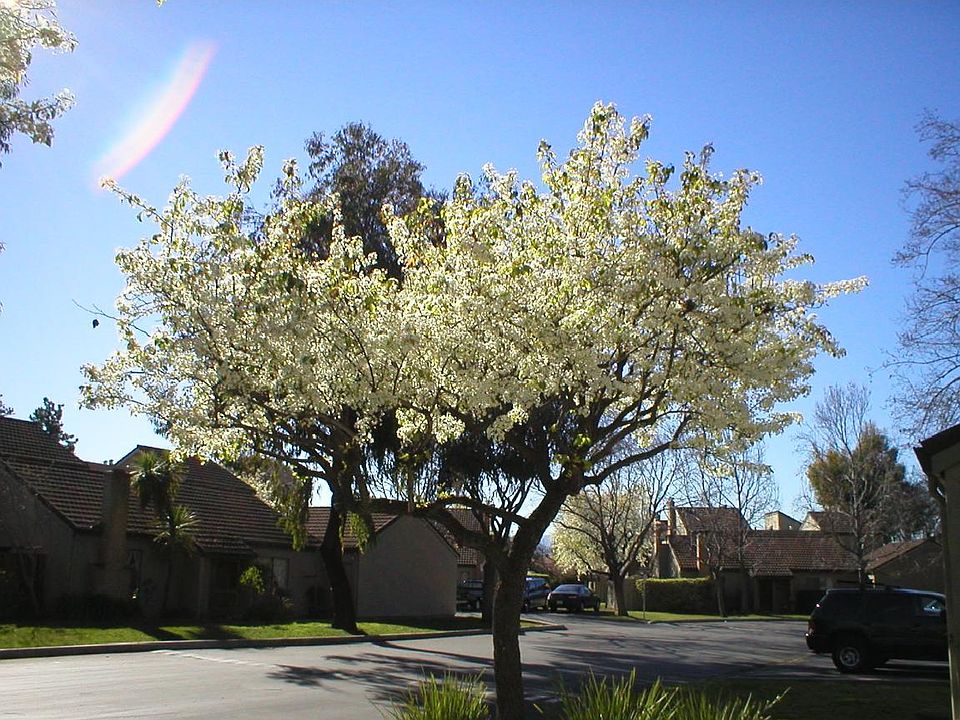View from driveway of house with tree in bloom
