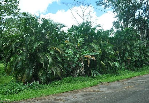 3rd image of Wehelauniu St Lot 155