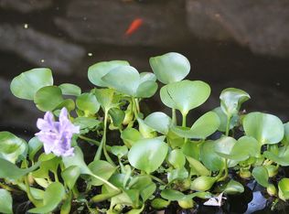 470 Bluemist Way, Arden, NC 28704