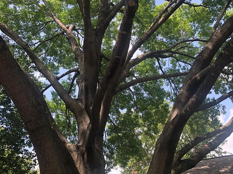 magnificent tree in front yard