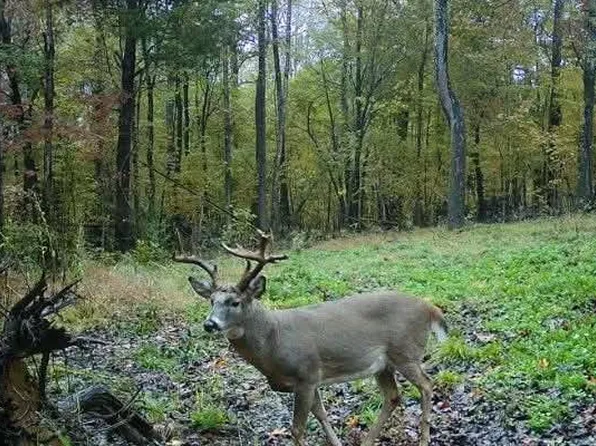 14 Grand Pierre Dr, Golconda, IL 62938