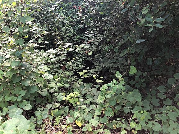 3. Big Branch Stream at northwest property corner