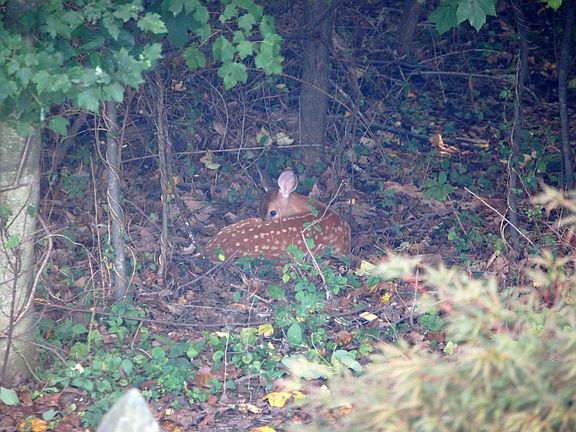 Baby-N-BkYrd Owner Taken