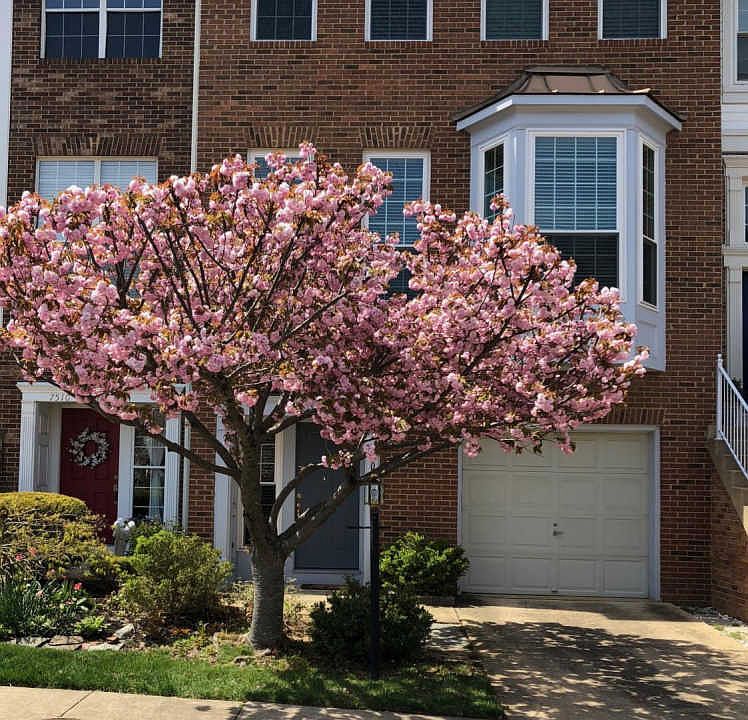 1st image of 7508 Shirley Hunter Way