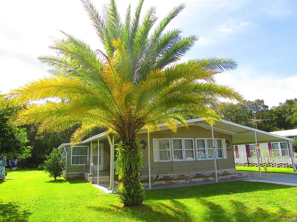 37706 Tahitian Ct. in Zephyrhills Fl.