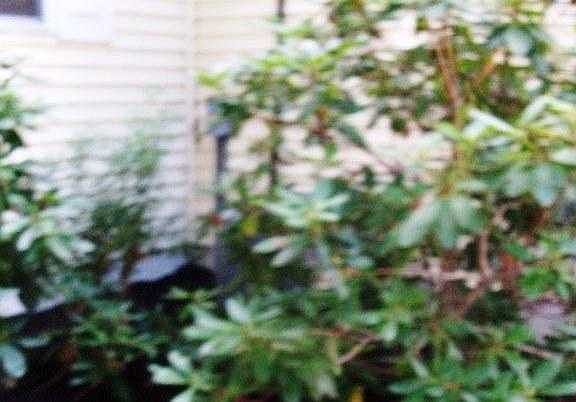 front plantings