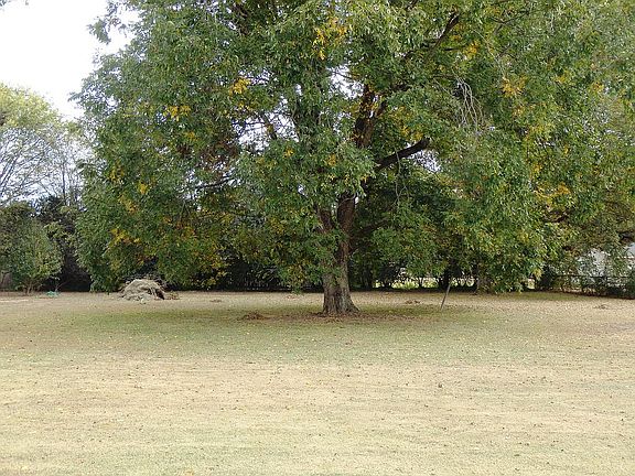 pecan trees