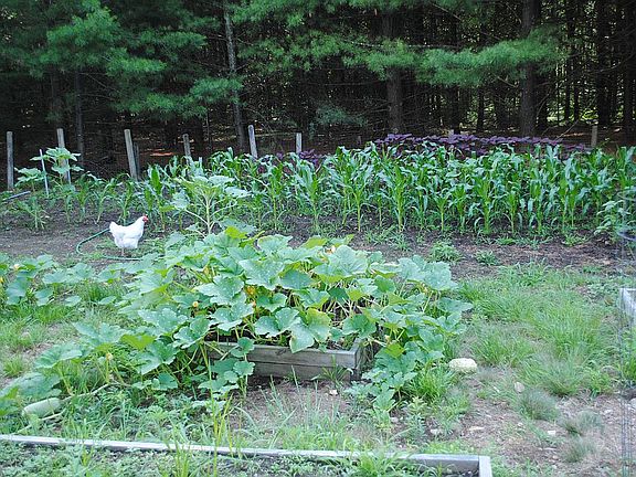 Corn, bean, and squash