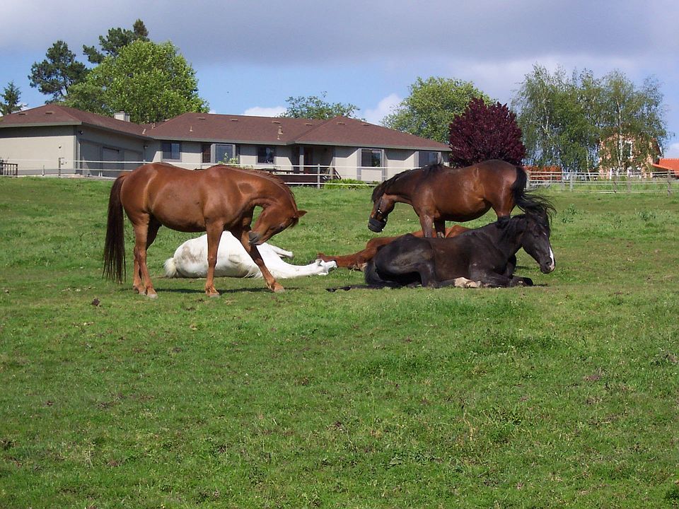 Horses In Pature