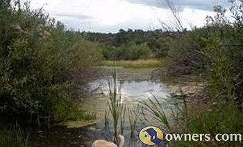 Year around pond just behind house