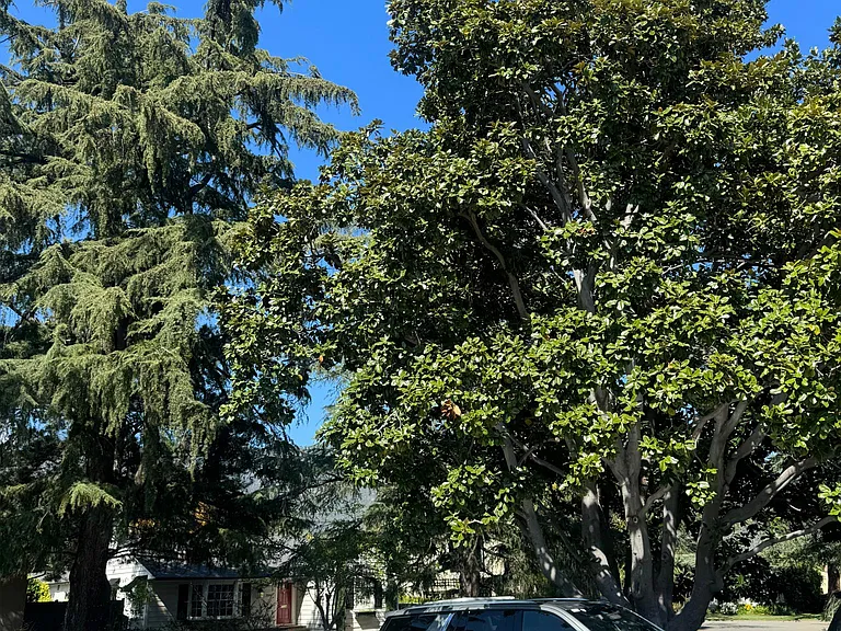 Deodar Cir — Photo 9