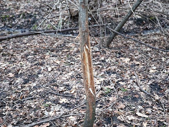 2nd image of 566 Hardin Rd