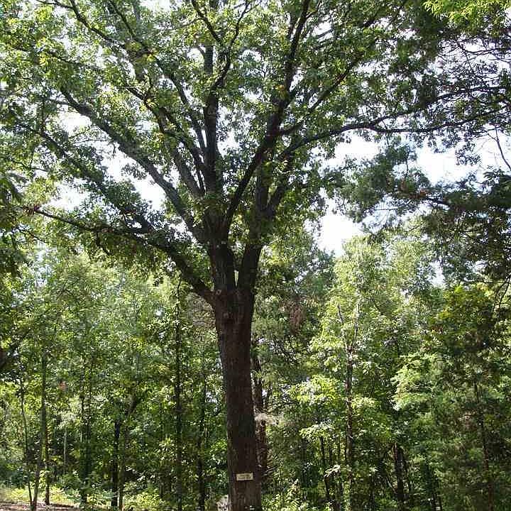 1st image of 0 County Road 2693