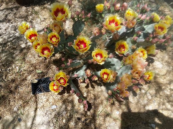 Cacti's spring color