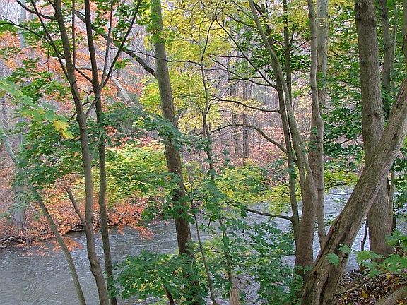 Creek from back yard