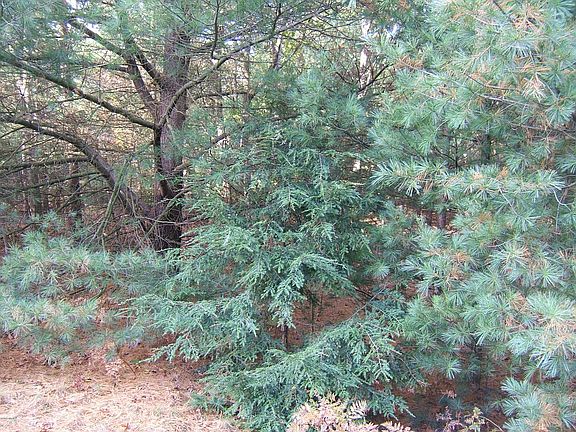 5th image of 3645 Scenic Woods Cir E