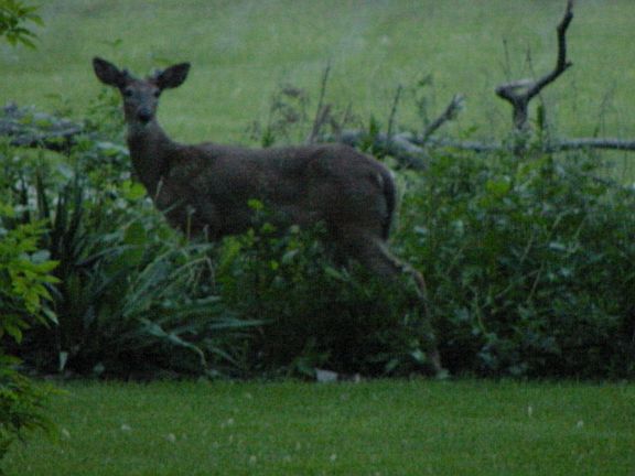 Hey, where are the racoons?