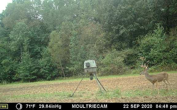  Nice buck in food plot at feeder