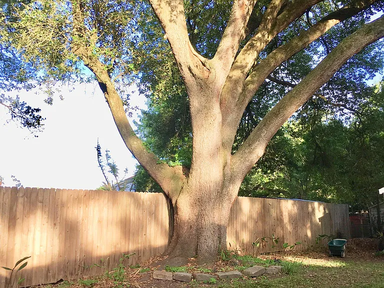 Live Oak in Backyard