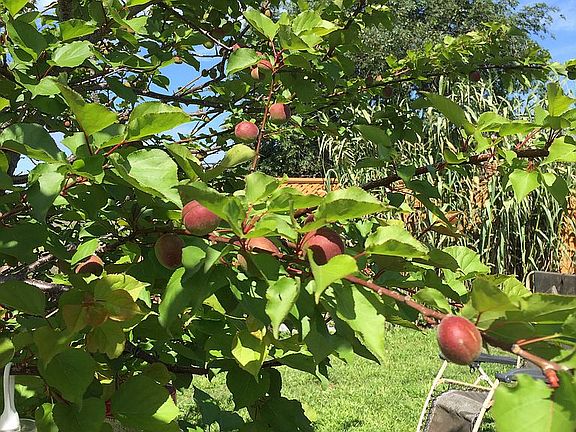 Sweet and abundant fruit