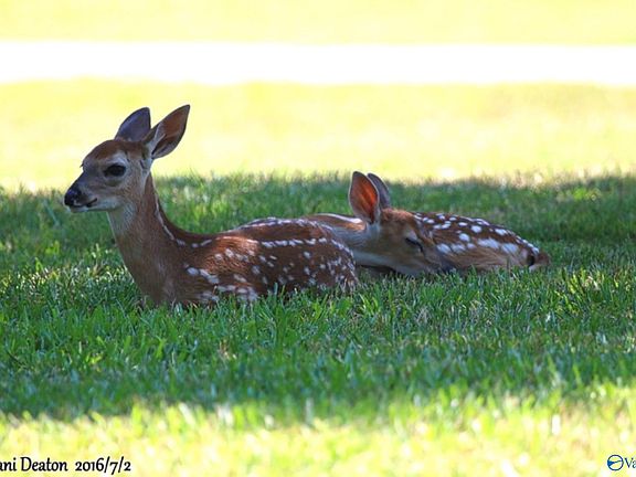 5th image of 169 Deaton Rd