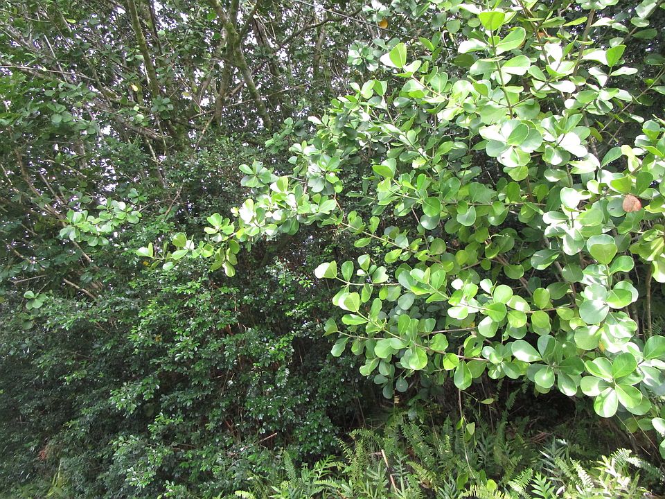 2nd image of Amau Rd Lot 138