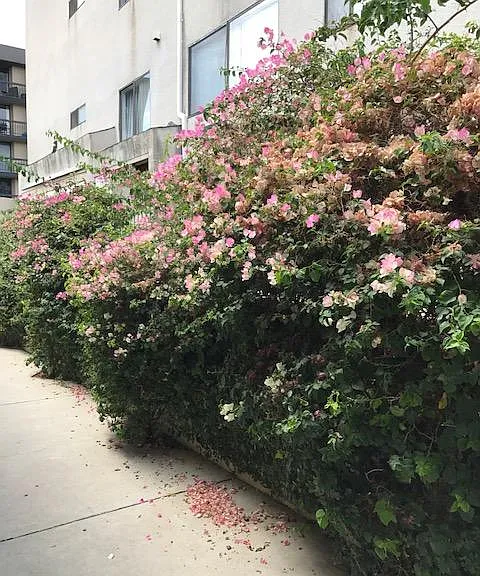 1544 N Fuller Ave #7 — Photo 7