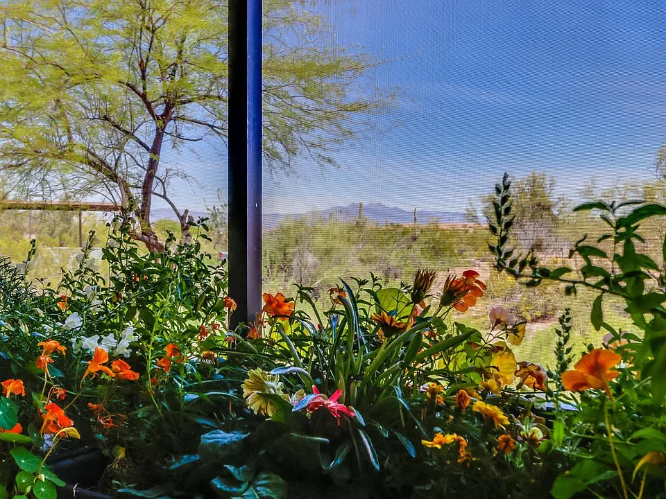 saguaro-52