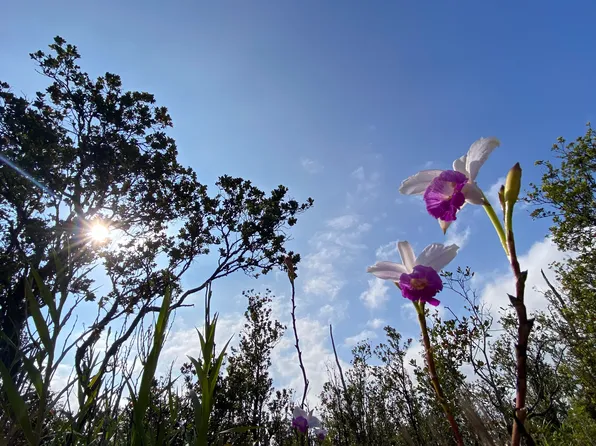 Kaleponi Rd Lot 48, Volcano, HI 96785