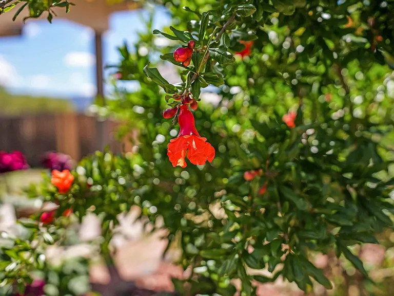 Pomegranate Tree