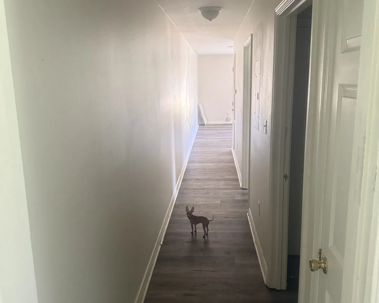 2 bed, 950 sqft, $1,325 — Photo 4