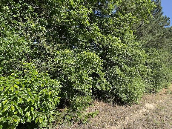 2nd image of 0 County Road 2138