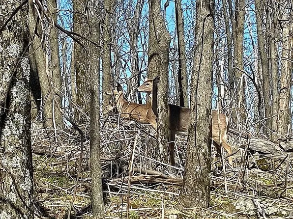 Black Bear Trl, Harpers Ferry, WV 25425