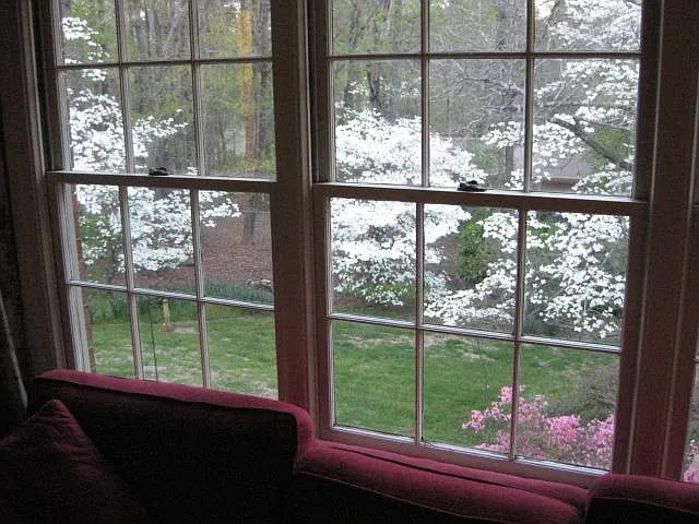 Backyard from upstairs family room showing azaleas and dogwoods.